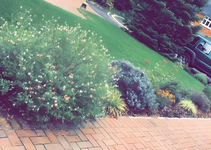 Planting & shurbbery